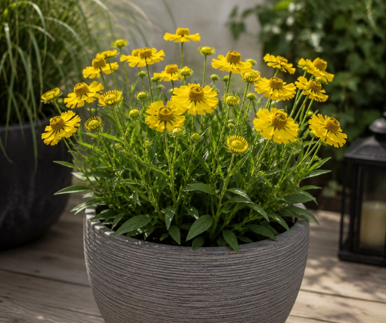 Helenium Dzielżan Autumn Dream YELLOW