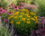Helenium Dzielżan Autumn Dream YELLOW