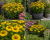 Helenium Dzielżan Autumn Dream YELLOW
