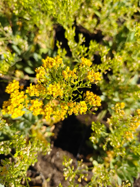 Smagliczka skalna Aurinia saxatilis