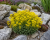 Smagliczka skalna Aurinia saxatilis