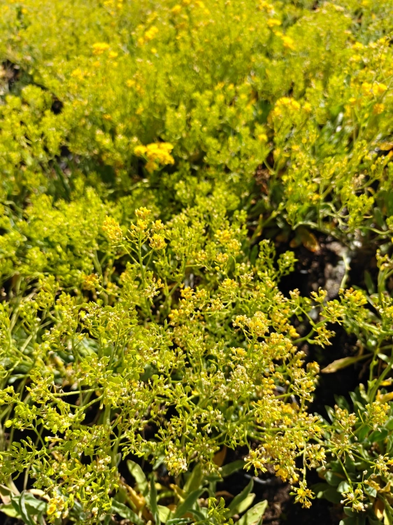Smagliczka skalna Aurinia saxatilis