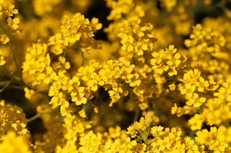 Smagliczka skalna Aurinia saxatilis