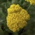 krwawnik DESERT EVE YELLOW p9