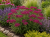 krwawnik DESERT EVE DEEP RED p9