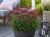 krwawnik DESERT EVE DEEP RED p9