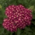 krwawnik DESERT EVE DEEP RED p9