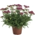 krwawnik DESERT EVE DEEP RED p9