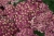 krwawnik DESERT EVE DEEP ROSE p9