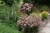 krwawnik DESERT EVE DEEP ROSE p9