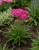 krwawnik DESERT EVE DEEP ROSE p9