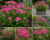 krwawnik DESERT EVE DEEP ROSE p9