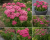 krwawnik DESERT EVE DEEP ROSE p9