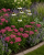 krwawnik DESERT EVE DEEP ROSE p9