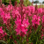 Gaura LINDHEIMERA Dark Pink