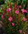 Gaura LINDHEIMERA Dark Pink