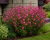 Gaura LINDHEIMERA Dark Pink