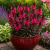 Gaura LINDHEIMERA Dark Pink