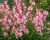 Gaura LINDHEIMERA Early Pink