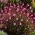 Gaura LINDHEIMERA Early Pink
