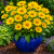Rudbekia Prairie Sun