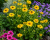 Rudbekia Prairie Sun