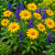 Rudbekia Prairie Sun