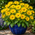 Rudbekia Prairie Sun