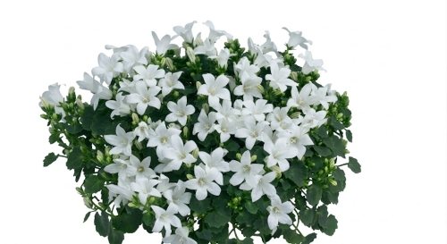 dzwonek dalmatyński - Campanula KANE BIAŁY