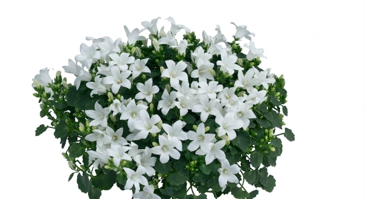 dzwonek dalmatyński - Campanula KANE BIAŁY