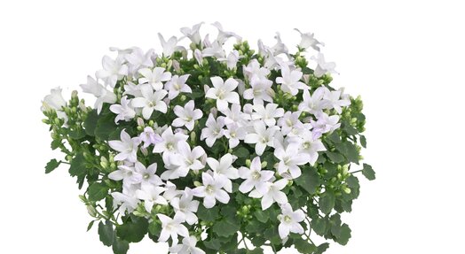 dzwonek dalmatyński - Campanula KANE BIAŁY