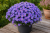 Aster Astral ® Thalassa