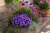 Aster Astral ® Thalassa