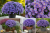 Aster Astral ® Thalassa