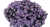 Aster Astral ® Thalassa