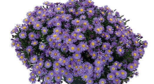 Aster Astral ® Thalassa