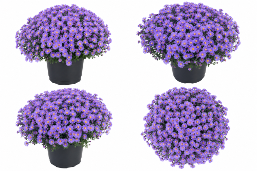 Aster Astral ® Thalassa