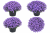 Aster Astral ® Thalassa