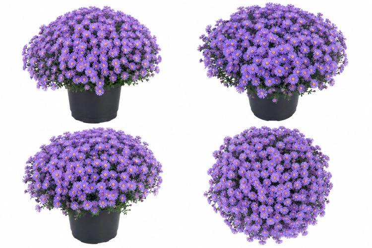 Aster Astral ® Thalassa