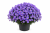 Aster Astral ® Thalassa