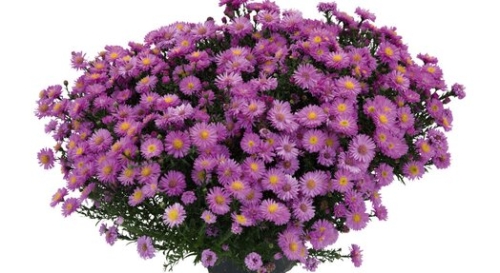 Aster Astral ® Lune