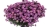 Aster Astral ® Lune