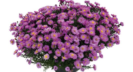 Aster Astral ® Lune