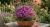 Aster Astral ® Lune