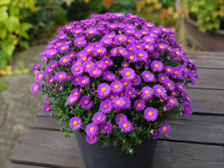 Aster Astral ® Lune