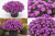 Aster Astral ® Lune