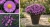 Aster Astral ® Lune