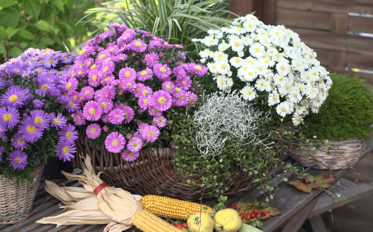 Aster Astral ® Lune