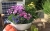 Aster Astral ® Lune