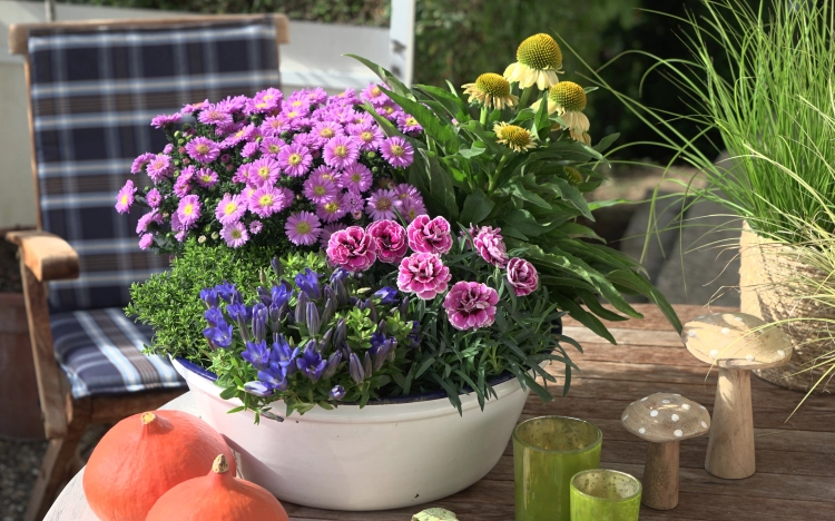 Aster Astral ® Lune